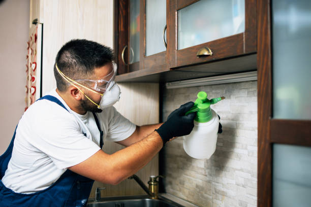 Best Flea Control Services  in Punxsutawney, PA