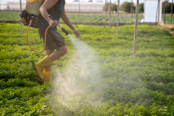 Best Best Pest Control Companies  in Punxsutawney, PA