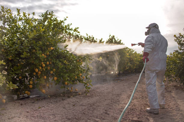Best Affordable Pest Control Services  in Punxsutawney, PA
