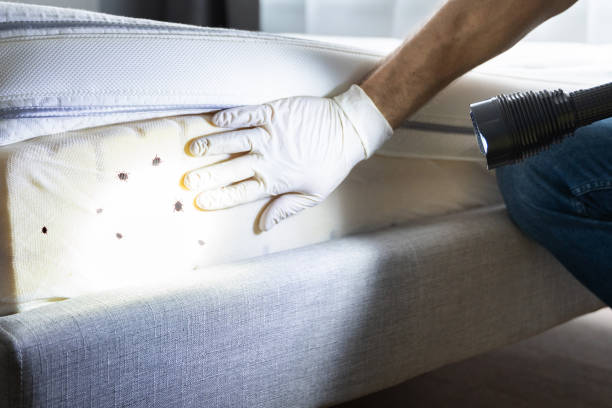Best Flea Control Services  in Punxsutawney, PA