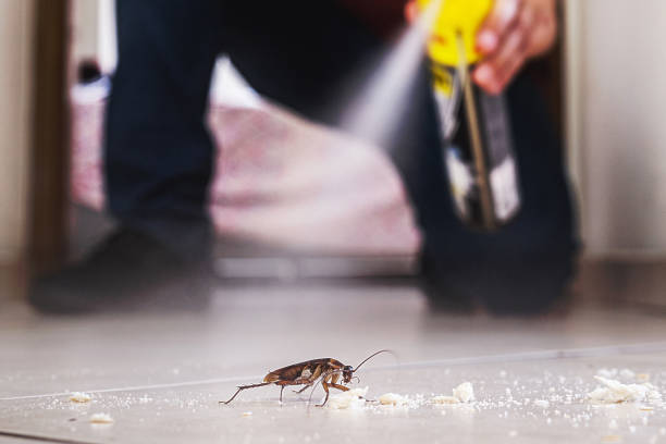Best Ant Control Services  in Punxsutawney, PA