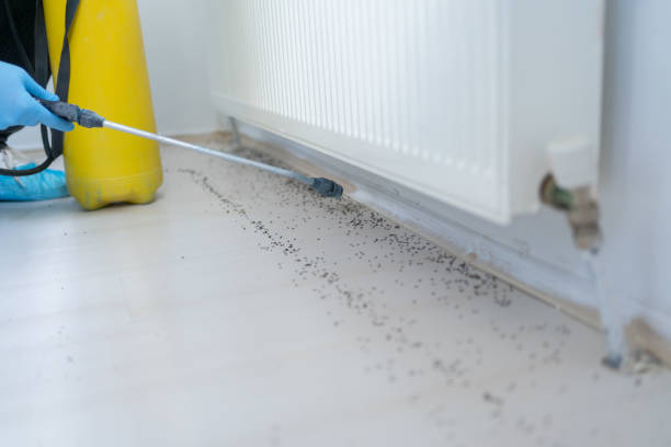 Best Pest Control Near Me in Punxsutawney, PA