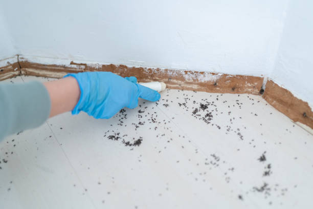 Best Best Pest Control Companies  in Punxsutawney, PA